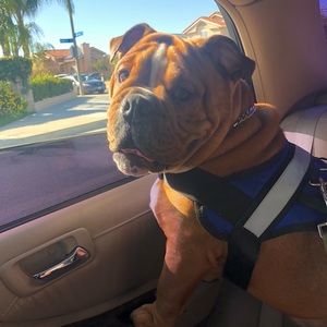 Meet your Posher, Angelica